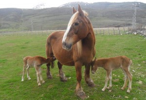 Unos potros gemelos de Babia y de un cooperativista lechero de LAR