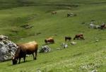Mieres insiste en la colonización de Babia, ante la pasividad de la Junta