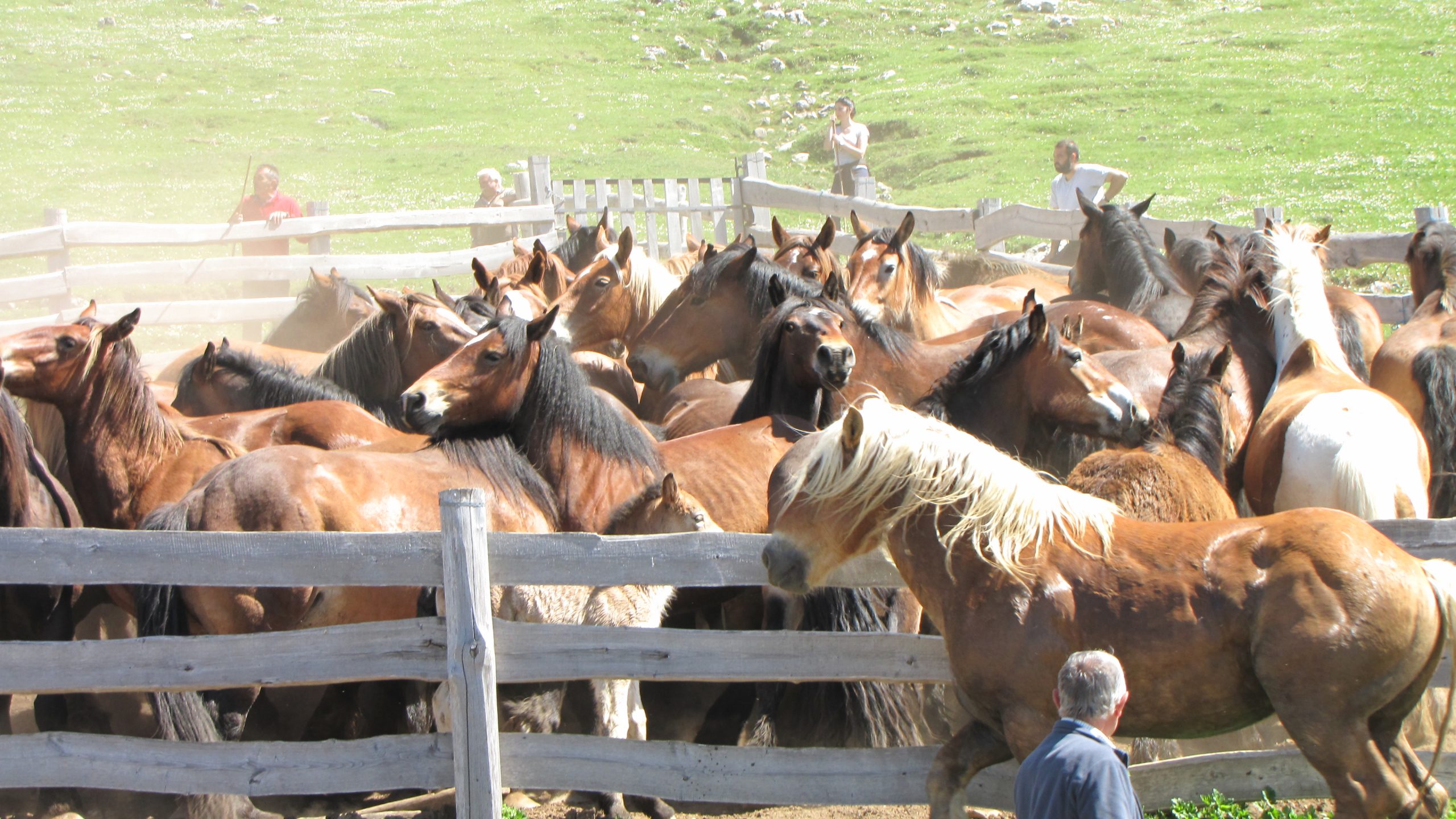 El Ayuntamiento de Mieres envía al Puerto de Pinos una cuadrilla de vecinos a retener el ganado de Babia
