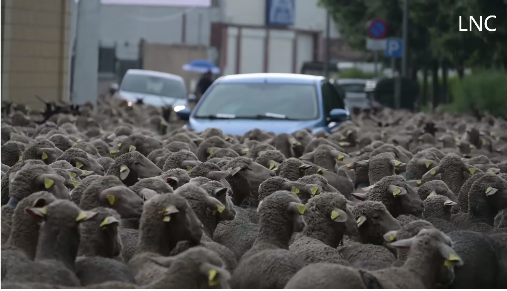 1.700 ovejas rumbo a Babia por los caminos de siempre
