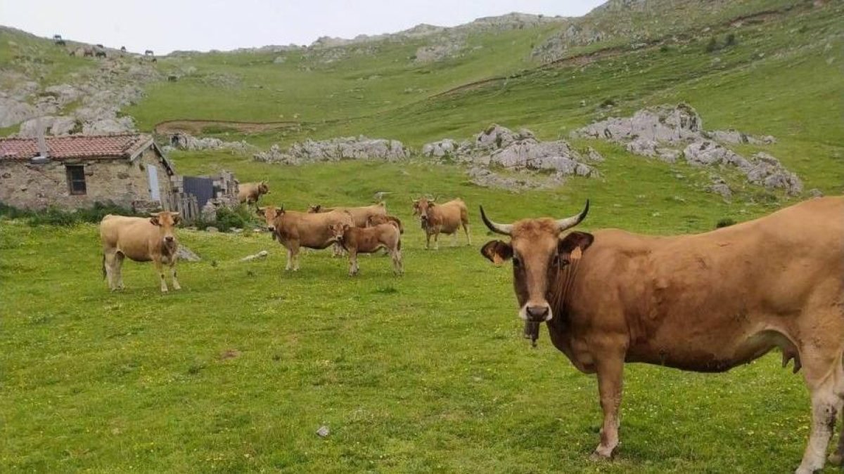 Mieres rechaza la expropiación de Pinos: «No tiene ni pies ni cabeza»